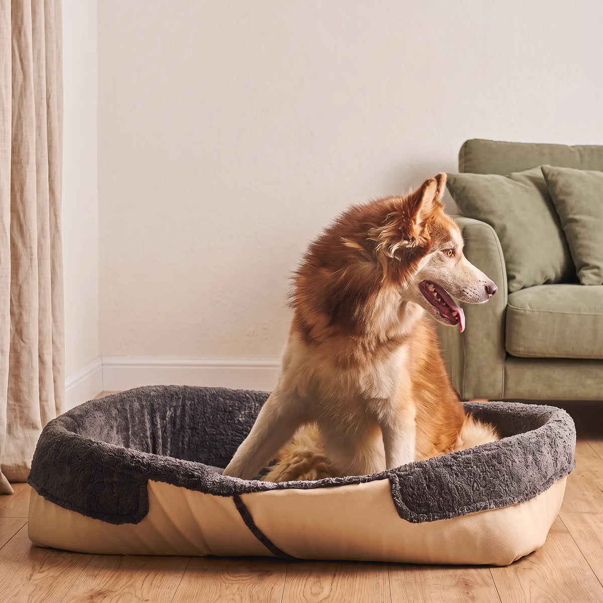 Baw Pet Bed in Beige: large dog sitting in the bed - Magalis Egypt